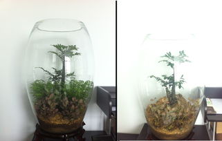 玻璃植物盆景怎么养,打造精致室内绿意