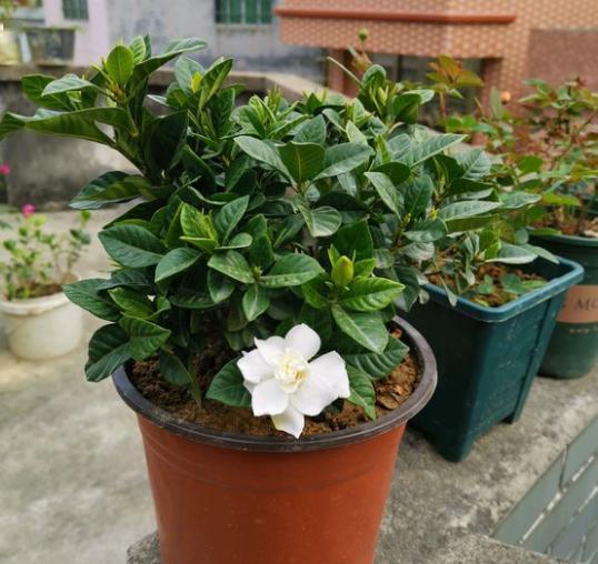 扼子花如何换盆,扼子花换盆技巧全解析