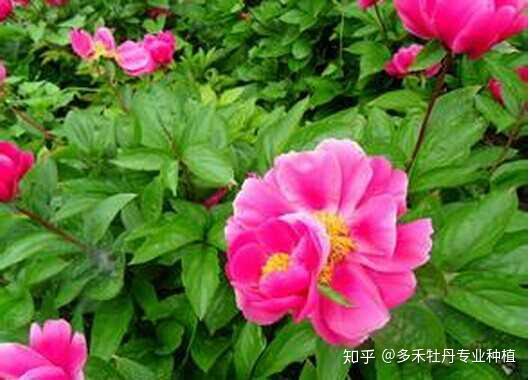 芍药怎么种植