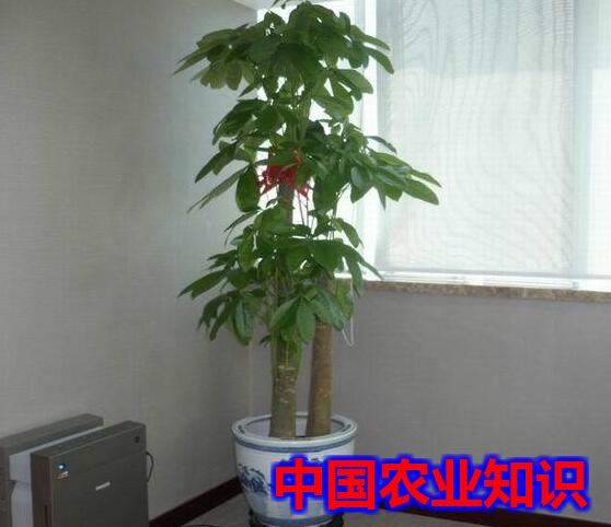 发财树怎么养殖方法,从选盆到养护的全方位指南
