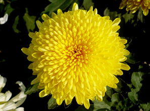 菊花象征的特点是什么,菊花象征的内涵与寓意