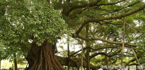 如何使榕树的根长的大,榕树根长增大的培育技巧与策略