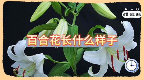 百合长什么样子,探寻自然界的优雅使者