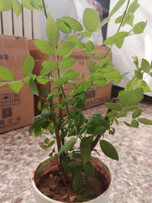 蔷薇花怎么剪枝叶,焕发新生的园艺秘籍