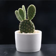 黄毛掌白毛掌哪个好看