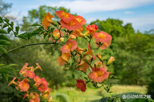 凌霄花什么时候开花,春末夏初,绽放四季之韵