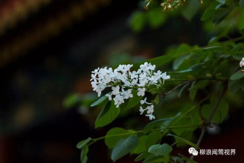 丁香种子如何处理,丁香种子处理与高效利用概述