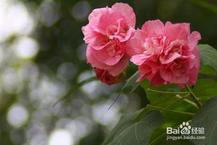 芙蓉花怎么养,绽放美丽,呵护自然之花