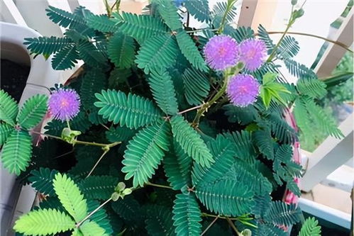 含羞草养多久才会开花,揭秘从养护到开花的成长之旅
