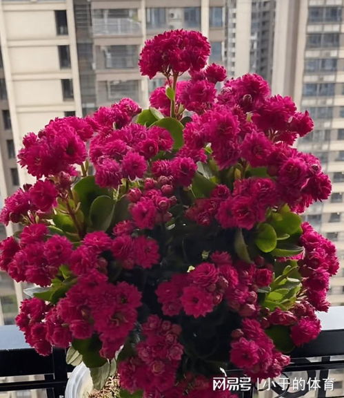 长寿花什么颜色好看