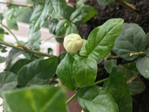 虎头茉莉花如何浇水,掌握水分平衡的艺术