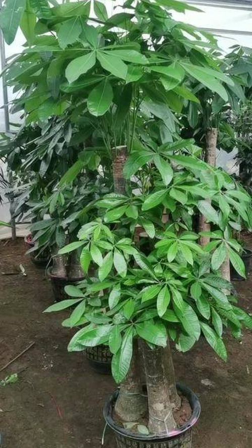 发财树步步高一般多少,发财树成长记