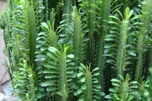 龙骨如何扦插,龙骨植物扦插繁殖技术解析