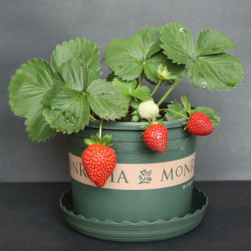 怎么种植花草教程图片欣赏,为花草搭建温馨的家