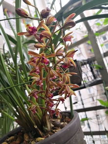 兰花新芽养多久能开花,从萌芽到绽放的蜕变之旅