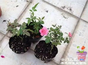 月季秋季栽种如何养,从栽种到盛开的全程指南