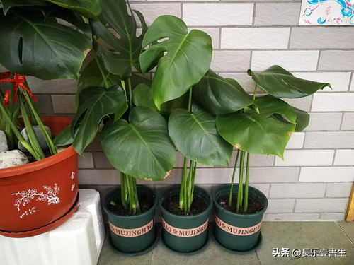 龟背竹有什么好处,净化空气、美化家居的绿色守护者”