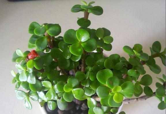 不死花怎么种植一,培育永恒之花的一生之旅