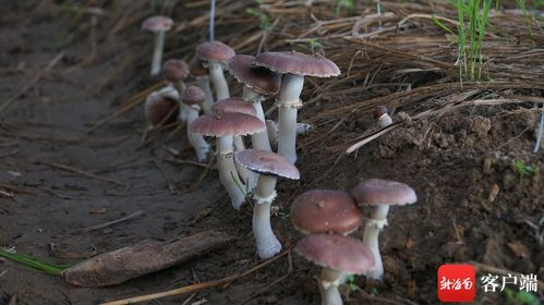 青龙山枞树菌种植基地地址
