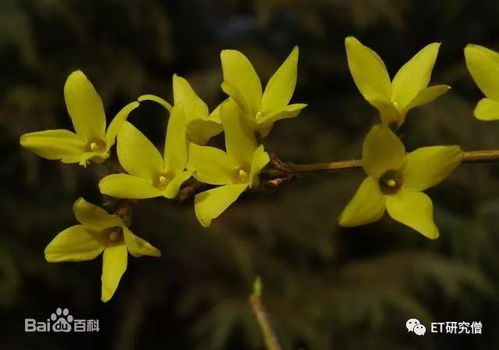 探春花和迎春怎么分辨