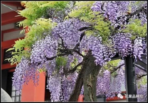 紫藤的花有什么特点,浪漫飘逸，春意盎然的色彩盛宴
