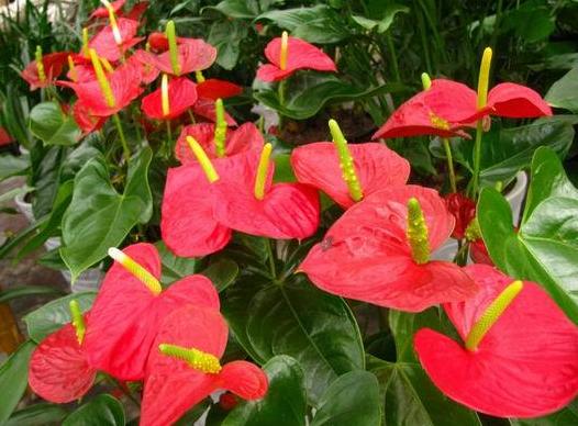 花旺长怎么办,轻松应对植物旺盛生长
