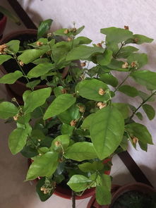 茉莉花为什么叶子干,茉莉花叶子干枯成因解析