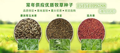 波斯菊种子是什么样的,波斯菊种子的独特形态与生长奥秘