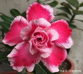 玫瑰花多久掉叶子,揭秘玫瑰凋零的秘密