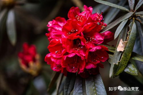 杜鹃花长什么样子,绽放的火红精灵,春日里的璀璨明珠