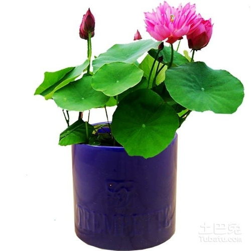 怎么种植水莲花