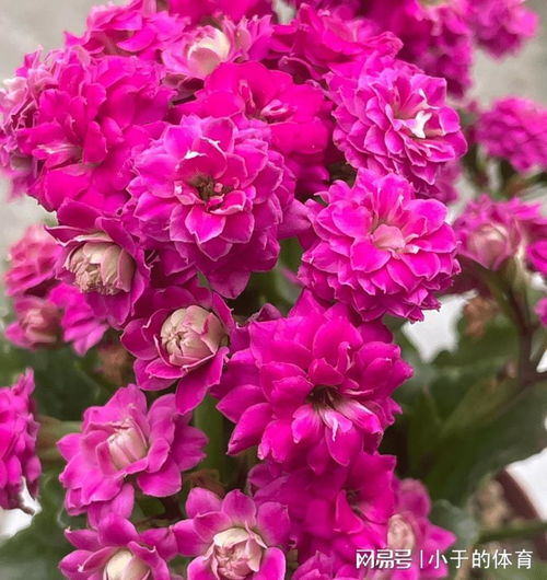 长寿花什么颜色好看