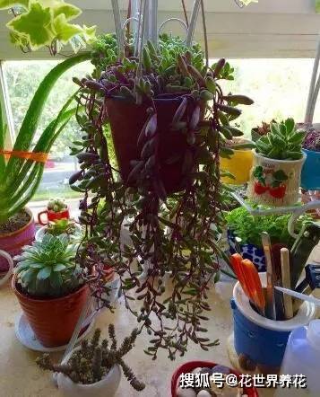 赏叶兰花有哪些品种,赏叶兰花品种概览