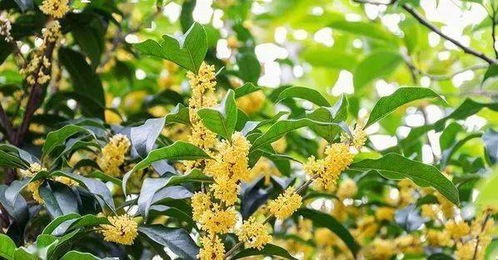桂花什么季节开,桂花香飘万里”