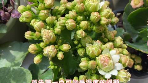 长寿花花苞全开多久谢,花苞绽放至凋谢的美丽瞬间