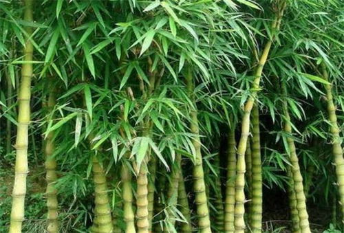 竹子怎么种植,从选种到养护的实用指南