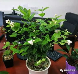 北方冬季如何养茉莉,温暖过冬,花开满园
