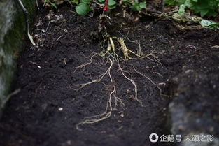 人参怎么换土,揭秘土壤改良与生长优化之道