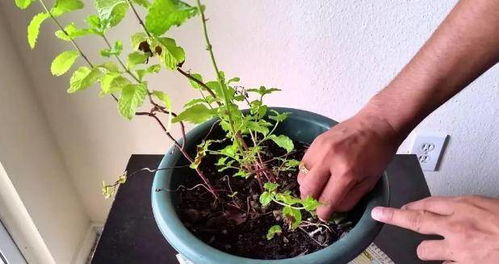 盆栽薄荷秋天如何养,焕发生机，尽享清新