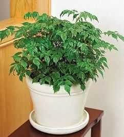 富贵树什么样的,探寻财富与繁荣的象征