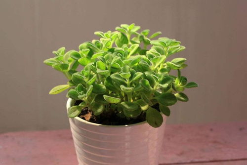 唐乃馨盆栽植物带花苞怎么养,绽放美丽花季的秘密
