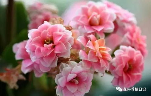 请问蟹爪莲为什么不开花,蟹爪莲不开花的原因解析
