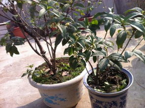 盆栽桂花树多久开花,从栽种到绽放，见证花开奇迹