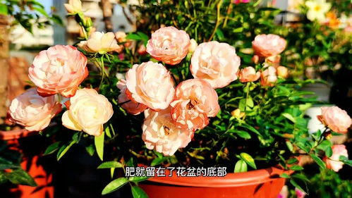 冬天的花在家怎么过冬,室内花卉过冬攻略