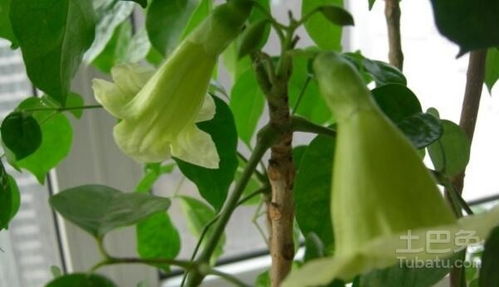 幸福树开花寓意着什么,寓意美好生活的象征