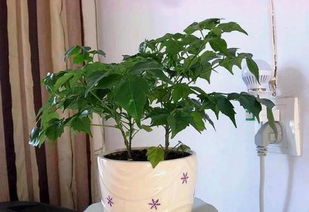 如何将幸福树换盆,轻松移植,让绿意盎然常伴左右