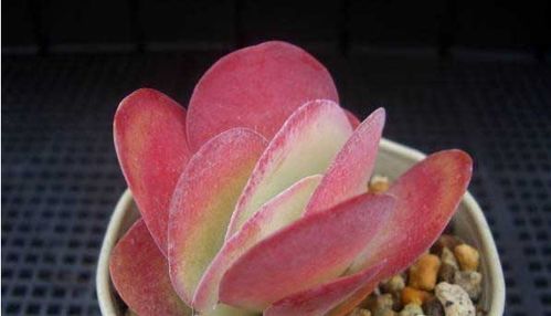 多肉植物为什么叫唐印,探寻多肉植物“唐印”名称的由来之谜