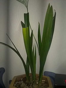 为什么我种的花不长叶,揭秘植物生长之谜