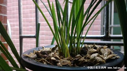 寒兰花芽什么时候,寒兰花芽生成时间揭秘