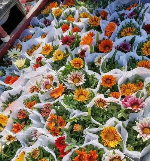 立春适合哪些花草,这些花草最适合养护
